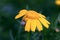 Close up of a snail sitting on a petal of a yellow wild chrysanthemum