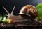Close up of snail on top of a log. AI generated