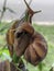 Close-up of snails insect on green plant