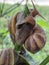 Close-up of snails insect on green plant