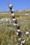 Close-up of snails on a stick