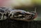 Close up of Snake
