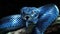 close up of a snake, blue viper snake closeup face,