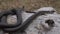 Close-up of a snake on a dry tree