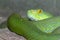 Close up snake & x28;green pit viper& x29; sleep on the rock at thailand