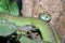 Close up snake & x28;green pit viper& x29; on tree at thailand