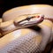 a close up of a snake\'s head