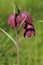 Close up of a Snake`s head fritillary Fritillaria meleagris flower