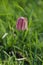 Close up of a Snake`s head fritillary Fritillaria meleagris flower