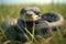 close-up of snake shedding skin in a grassy field