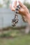 Close-up snake. Snake boa constrictor. Reptile exotic animal.