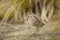 Close-up of a snipe standing in a coastal area