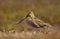 Close up of a snipe in wetlands