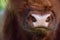 Close up of the snout of a highland cattle, which is brown and very shaggy and hairy, with a blade of grass in its mouth