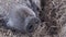 Close-up of the snout of a wild boar. Wild boar Sus scrofa resting on a straw