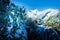 Close up of a snow capped tree branch with Mangawhero Falls and majestic peaks of Ruapehu Mountain. Spectacular winter