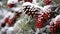 A close-up of snow-covered pinecones