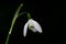 Close up of snow drop flower 2