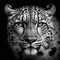 Close-up of a Snow leopard\\\'s face with black and white high contrast (generative AI)