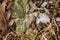 Close Up of Snow Melting on Fuzzy Plant and Red Oak Leaf