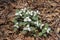 Close up of snow trillium wildflowers blooming in a woodland ravine