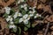 Close up of snow trillium wildflowers blooming in a woodland ravine