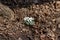 Close up of snow trillium wildflowers blooming in a woodland ravine