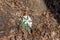 Close up of snow trillium wildflowers blooming in a woodland ravine