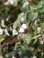 Close up of Snowberry symphoricarpos albus on branch uk