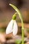 Close up of a snowdrop blossom with dew