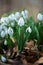 Close up of snowdrop flowers blooming in sunny spring day
