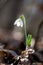 Close up of snowdrop flowers blooming in sunny spring day