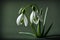 Close up of Snowdrop flowers on green background with copy space.