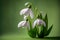 Close up of Snowdrop flowers on green background with copy space.