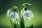 Close up of Snowdrop flowers on green background with copy space.