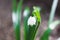 Close-up of snowdrop plant outdoor