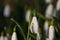 Close up of snowdrops, also called Galanthus nivalis or schneegloeckchen