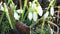 Close-up snowdrops flower blooming Early spring in the forest. Snowdrop flowers, Glade of snowdrops swaying in the wind