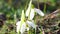 Close-up snowdrops flower blooming early spring in the forest. Snowdrop flowers, glade of snowdrops swaying in the wind