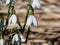 Close-up of the snowdrops (Galanthus imperati) \\\'Ginn\\\'s Form\\\' with long, elegant flowers