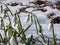 Close-up of the snowdrops Galanthus imperati \\\'Ginn\\\'s Form\\\' with long, elegant flowers