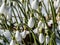 Close-up of the snowdrops Galanthus imperati `Ginn`s Form` with long, elegant flowers covered and surrounded with snow in brigh