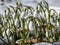 Close-up of the snowdrops Galanthus imperati `Ginn`s Form` with long, elegant flowers covered and surrounded with snow in brigh