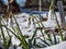 Close-up of the snowdrops Galanthus imperati `Ginn`s Form` with long, elegant flowers covered and surrounded with snow in sunli