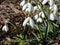 Close-up of the snowdrops Galanthus imperati `Ginn`s Form` with long, elegant flowers and a strong scent with dry grass