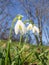 Close up of snowdrops in a park