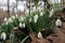 Close up of snowdrops in the woods