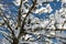 Close up on snowy covered nude trees in julian alps in blue sky in winter season