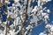 Close up on snowy covered nude trees in julian alps in blue sky in winter season