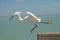 Close up a Snowy Egret as he jumps off a fishing pier.